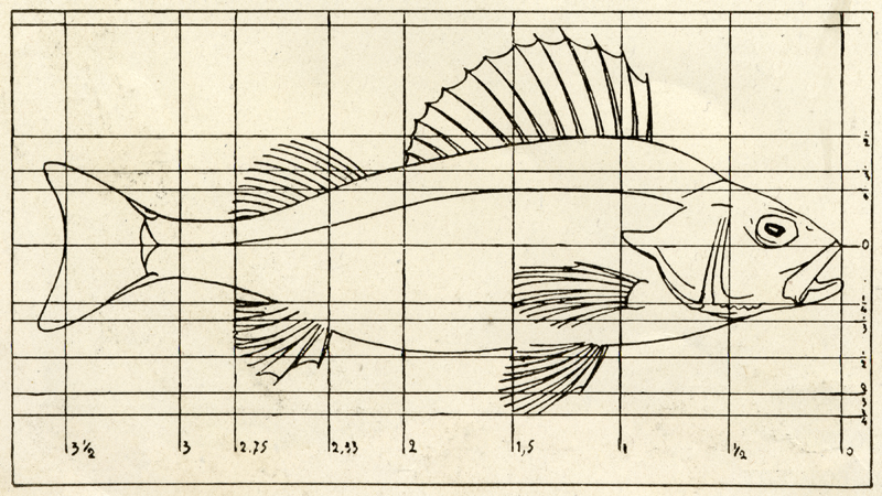Fig. 2 - Illustration of fish.